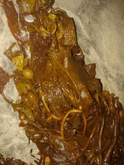 Macrocystis pyrifera