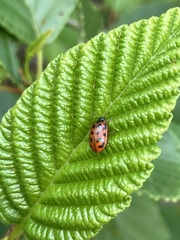 Chrysomela mainensis