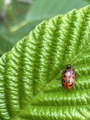 Chrysomela mainensis