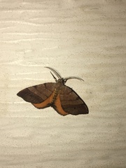 Mellilla xanthometata