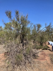Casuarina obesa