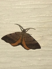 Mellilla xanthometata