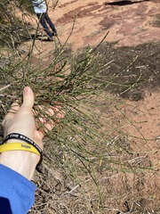 Casuarina obesa