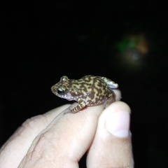 Eleutherodactylus interorbitalis