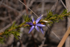 Calectasia