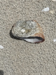 Crassadoma