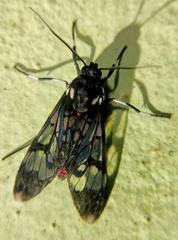 Hyaleucerea vulnerata