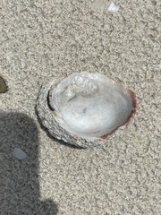 Crassadoma