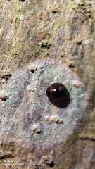 Exochomus quadripustulatus