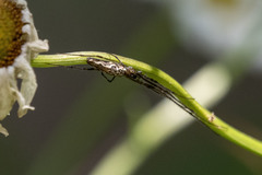 Tetragnatha elongata