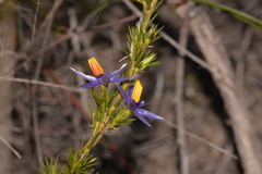 Calectasia