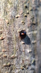 Exochomus quadripustulatus