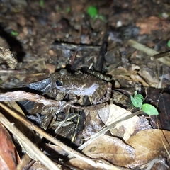 Eleutherodactylus interorbitalis