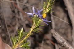 Calectasia