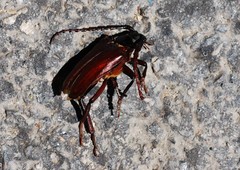 Prionus insularis