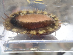 Haliotis diversicolor