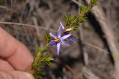 Calectasia
