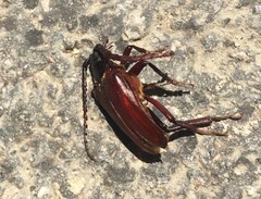 Prionus insularis
