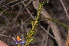 Calectasia