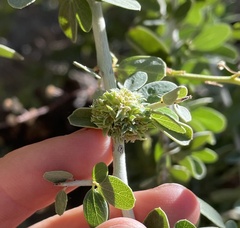 Asphondylia ceanothi