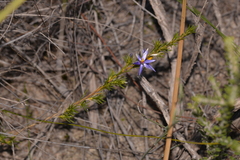 Calectasia