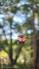 Thelacantha brevispina