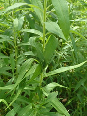 Dichomeris ochripalpella