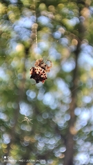 Thelacantha brevispina
