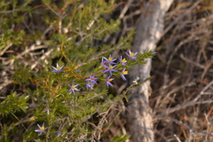 Calectasia