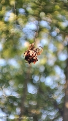 Thelacantha brevispina