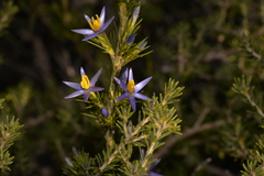 Calectasia