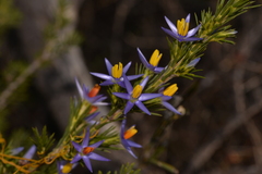 Calectasia