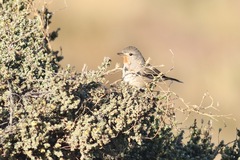 Pyrrholaemus brunneus