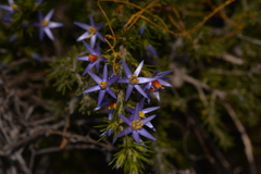Calectasia