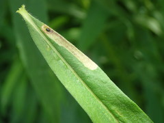 Calycomyza solidaginis