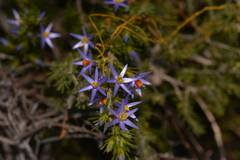 Calectasia