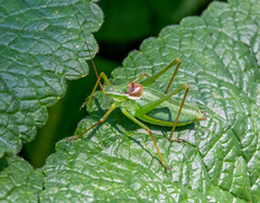 Isophya altaica