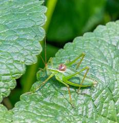 Isophya altaica