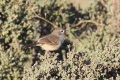 Pyrrholaemus brunneus