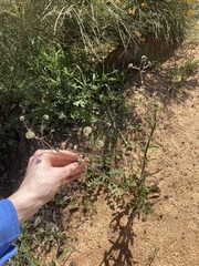 Osteospermum monstrosum