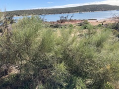 Jacksonia cupulifera