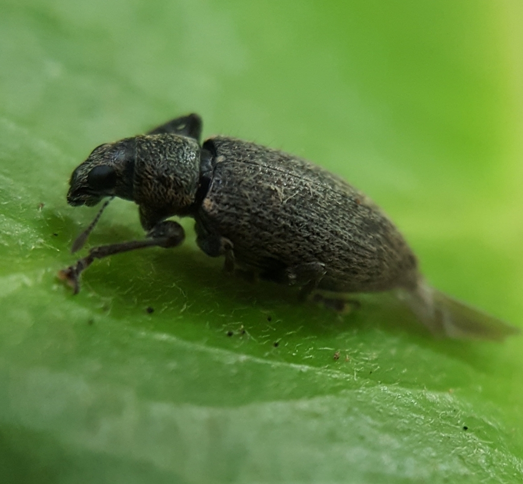 Cratopus nanus