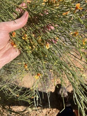 Jacksonia cupulifera