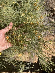 Jacksonia cupulifera