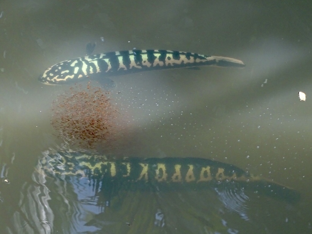 Reuzen-slangenkopvis (Channa micropeltes) — Channidae