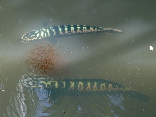 Giant snakehead (Channa micropeltes) — Channidae