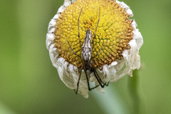 Tetragnatha elongata