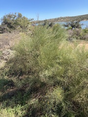 Jacksonia cupulifera