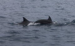 Stenella longirostris