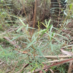 Pimelea axiflora